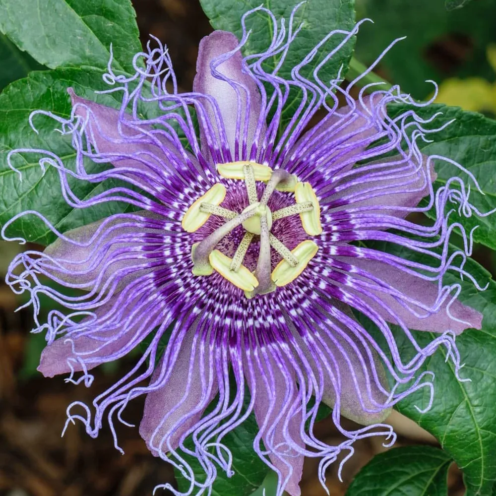 Passion-Flower-2