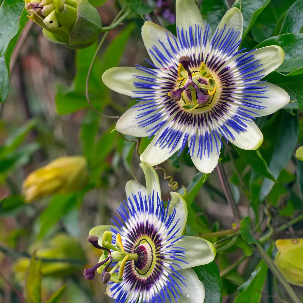 Passion Flower Purple /Krishna Kamal / Rakhi Bel Saplin - Image 3