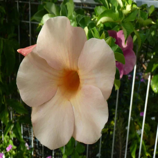 allamanda-biscuit-2