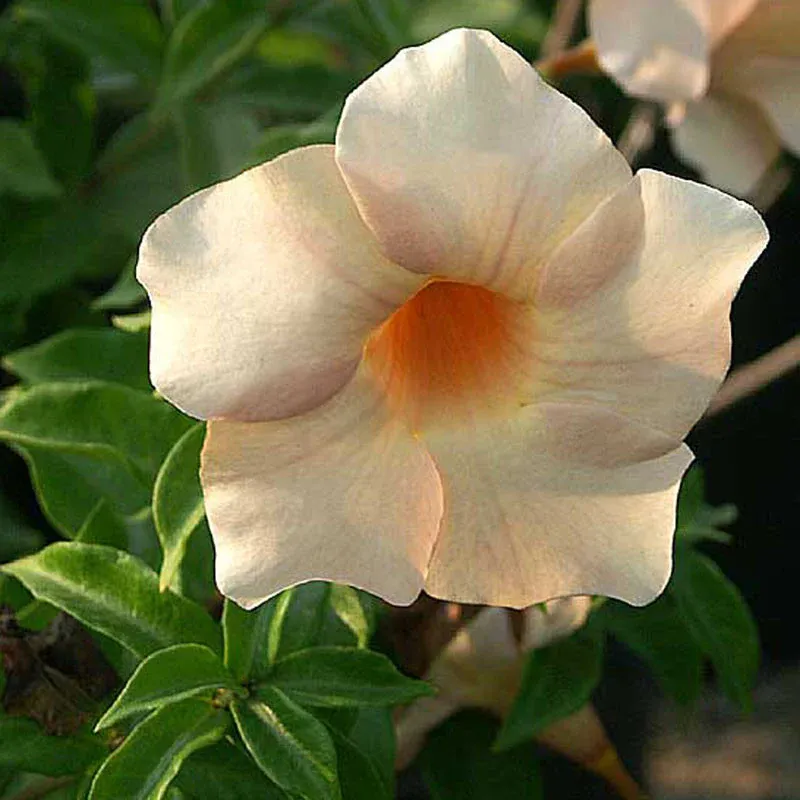 allamanda-biscuit-3
