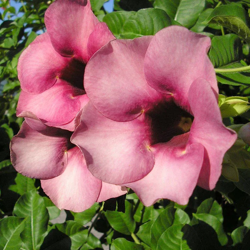 allamanda-purple-or-violet-1