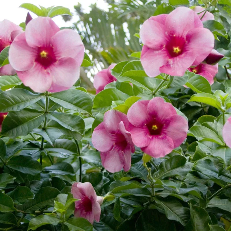 allamanda-purple-or-violet-2