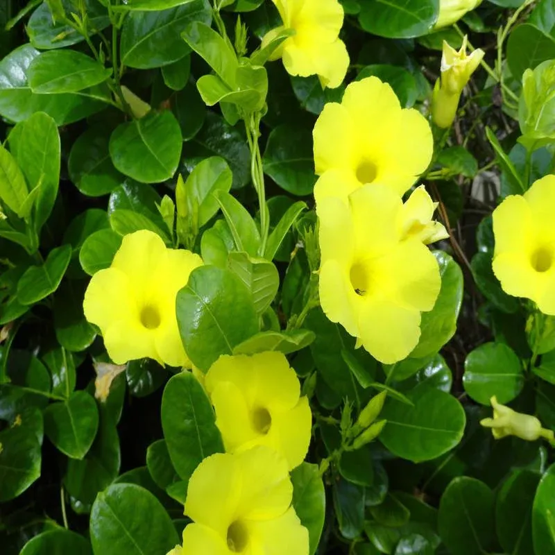 allamanda-yellow-1