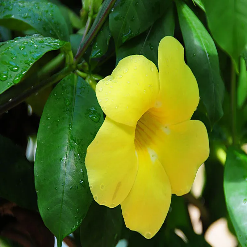 allamanda-yellow-3