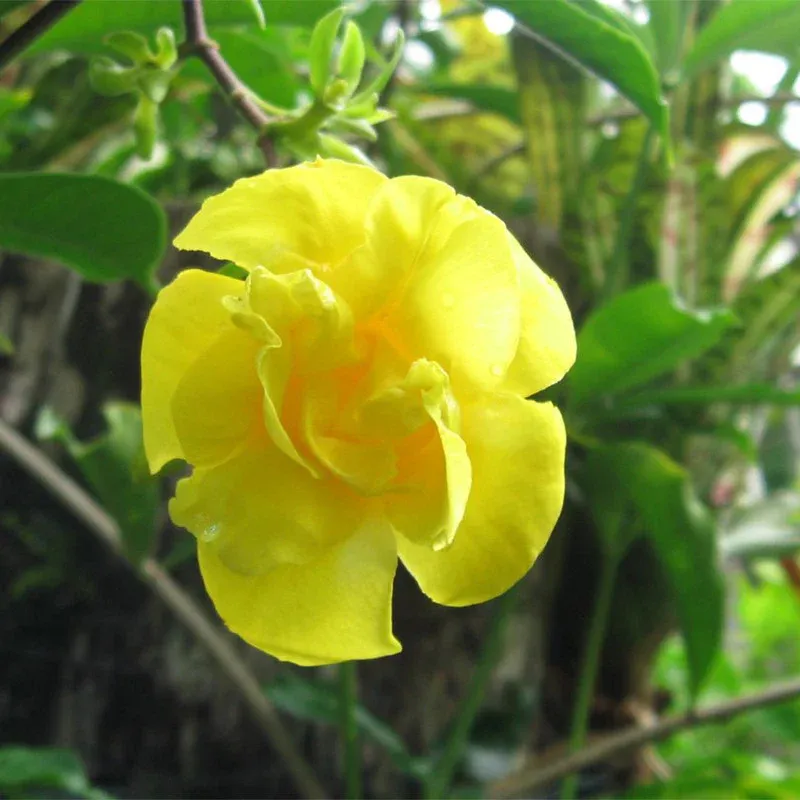 allamanda-yellow-double-1