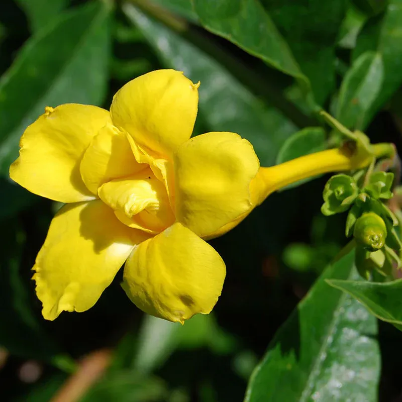 allamanda-yellow-double-2