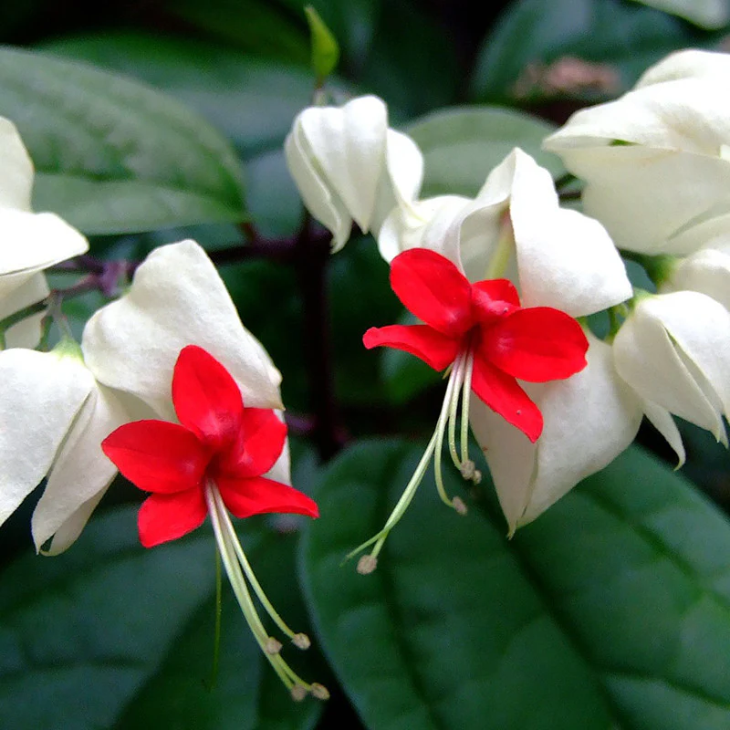 bleeding-heart-vine-white-1