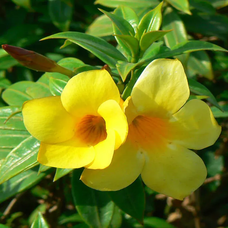bush-allamanda-flowering-shrubs-1
