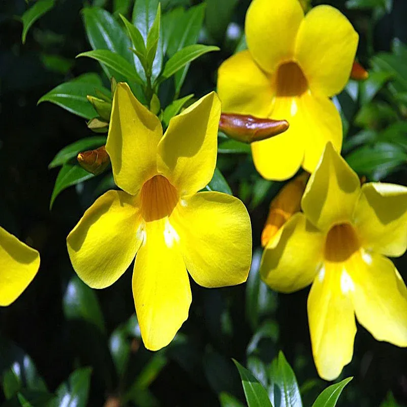 bush-allamanda-flowering-shrubs-2