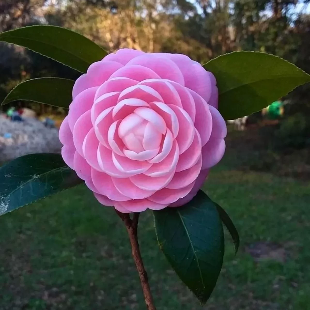 camelia-pink-2
