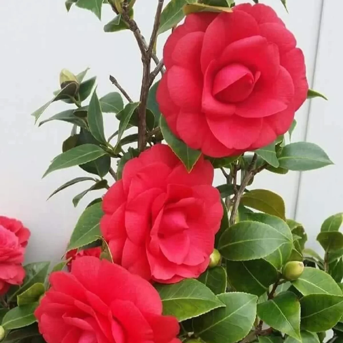 camelia-red-1