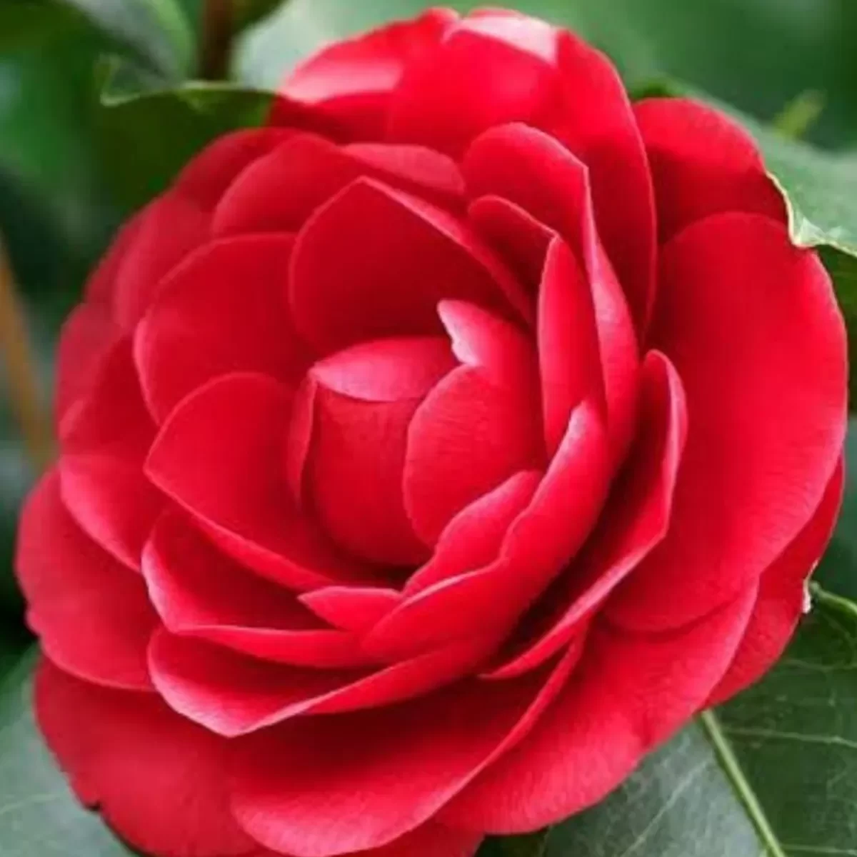 camelia-red-2