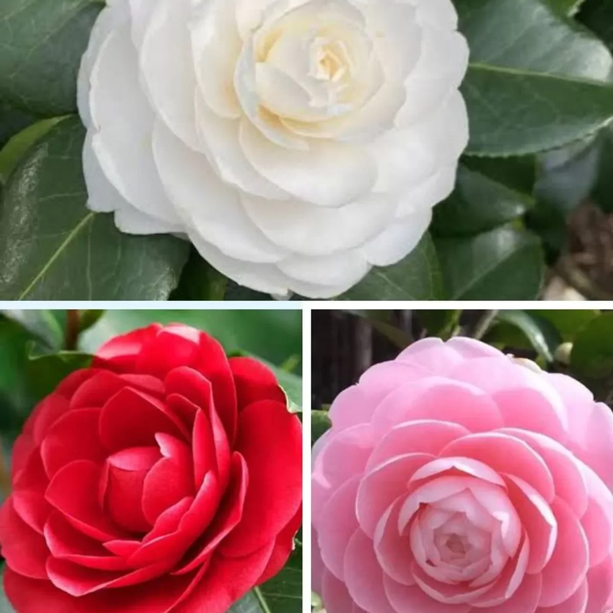 camelia-red-pink-white-combo-of-3-color-1