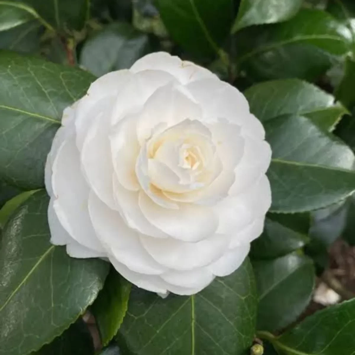 camelia-white-1