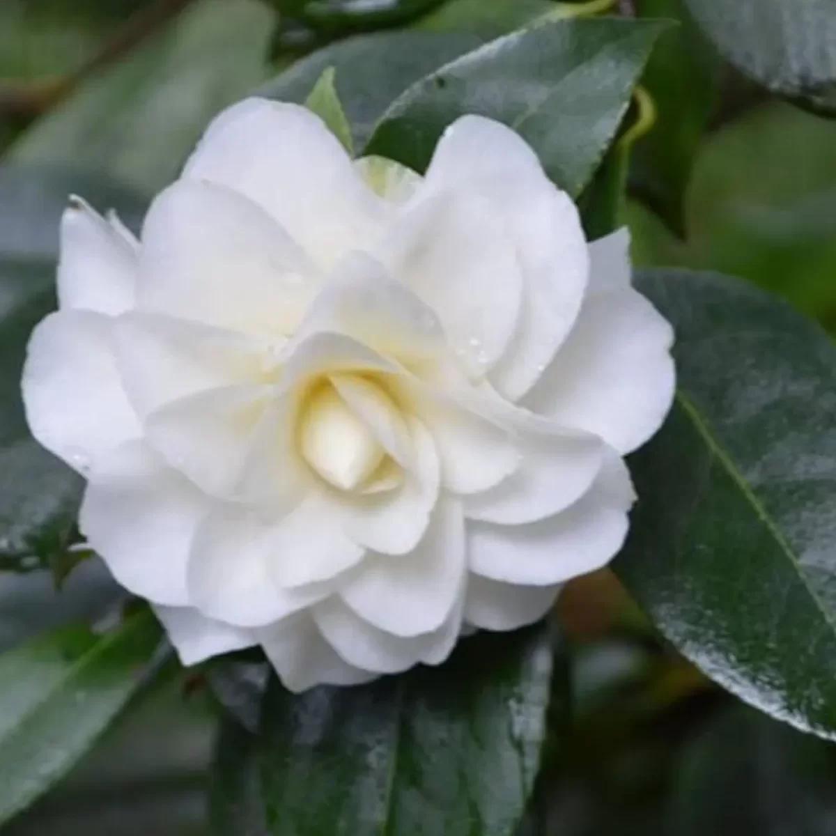 camelia-white-4