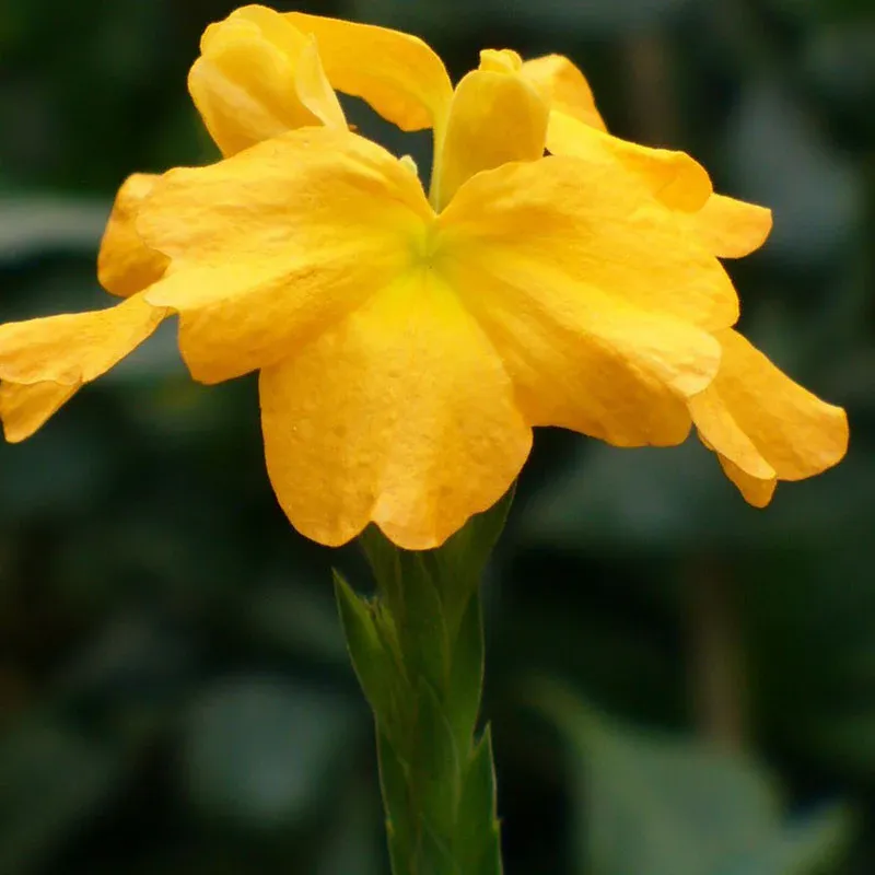 crossandra-yellow-1