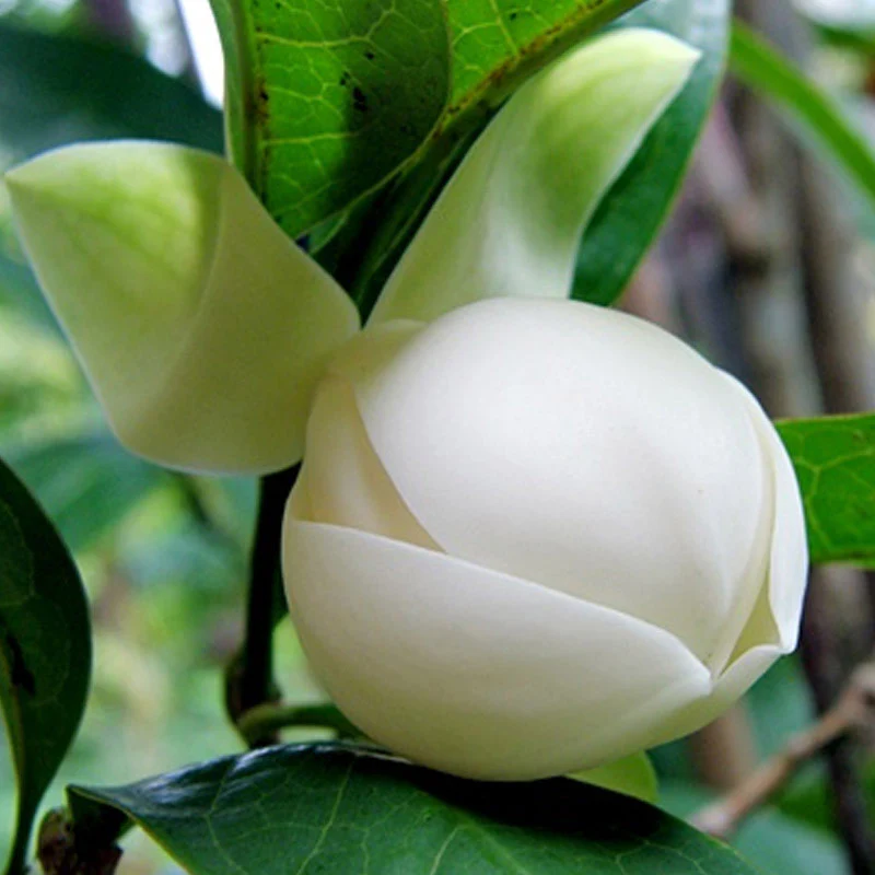 egg-champa-magnolia-liliifera-white-1