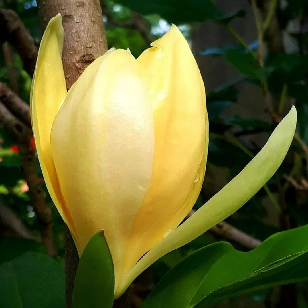 egg-champa-magnolia-liliifera-yellow-1