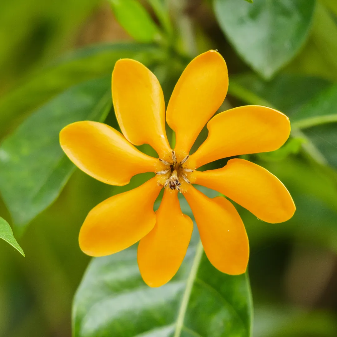 golden-gardenia-1