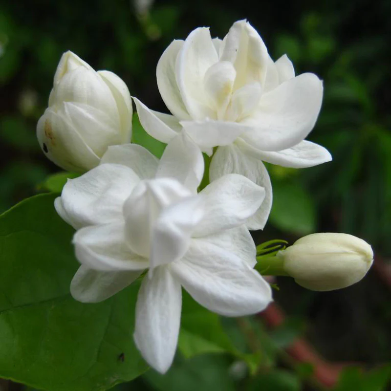 jasmine-mini-mogra-2
