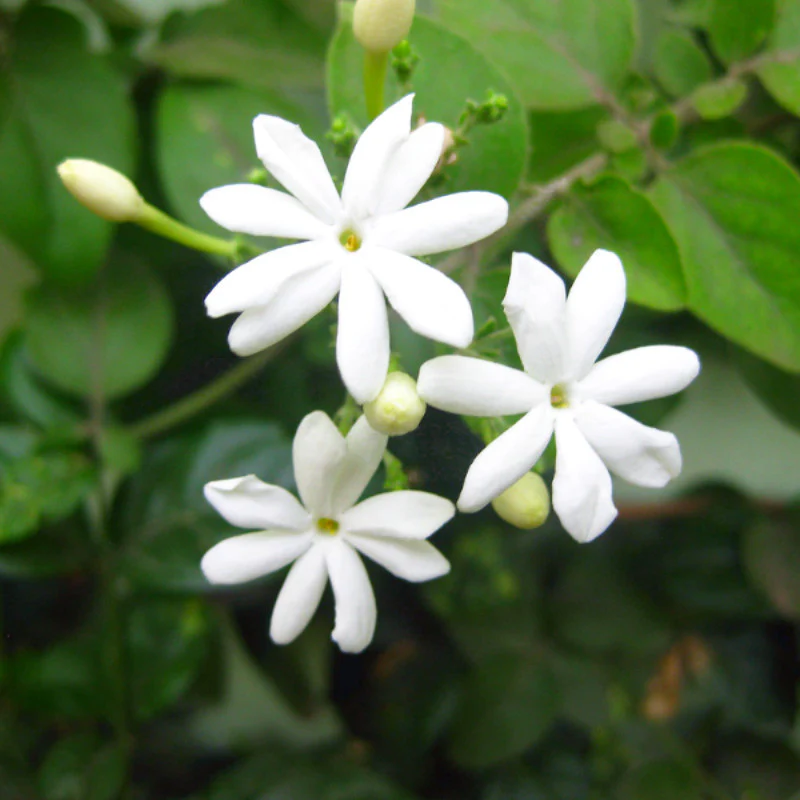 juhi-jasminum-auriculatum-1
