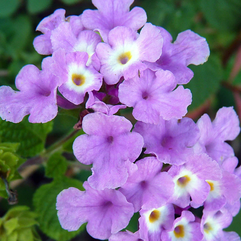 lantana-purple-1