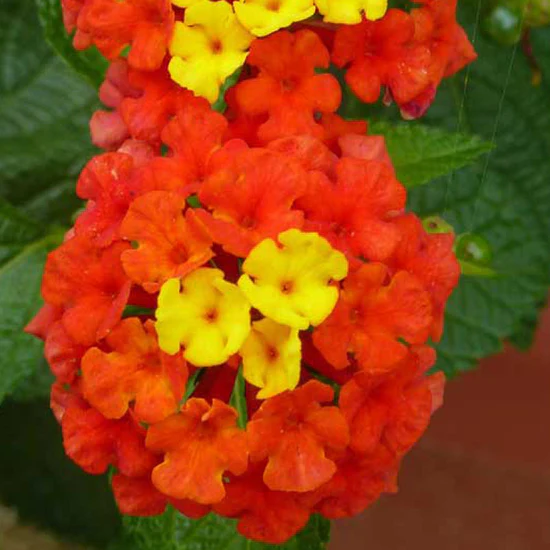 lantana-red-3