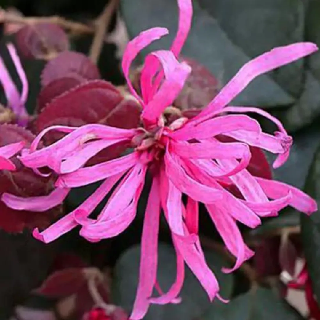 loropetalum-chinense-chinese-fringe-1
