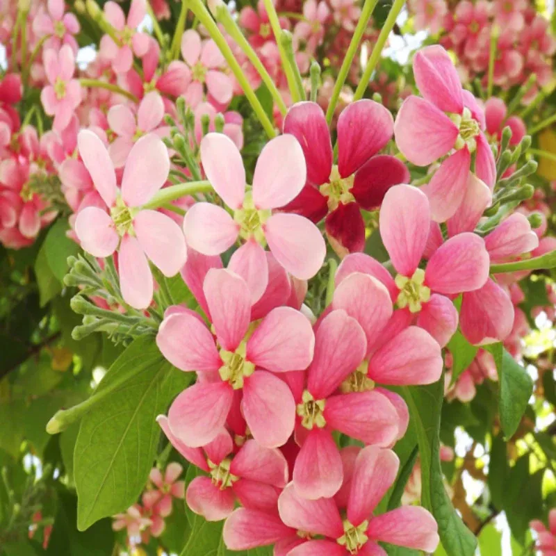 madhobilata-rangoon-1