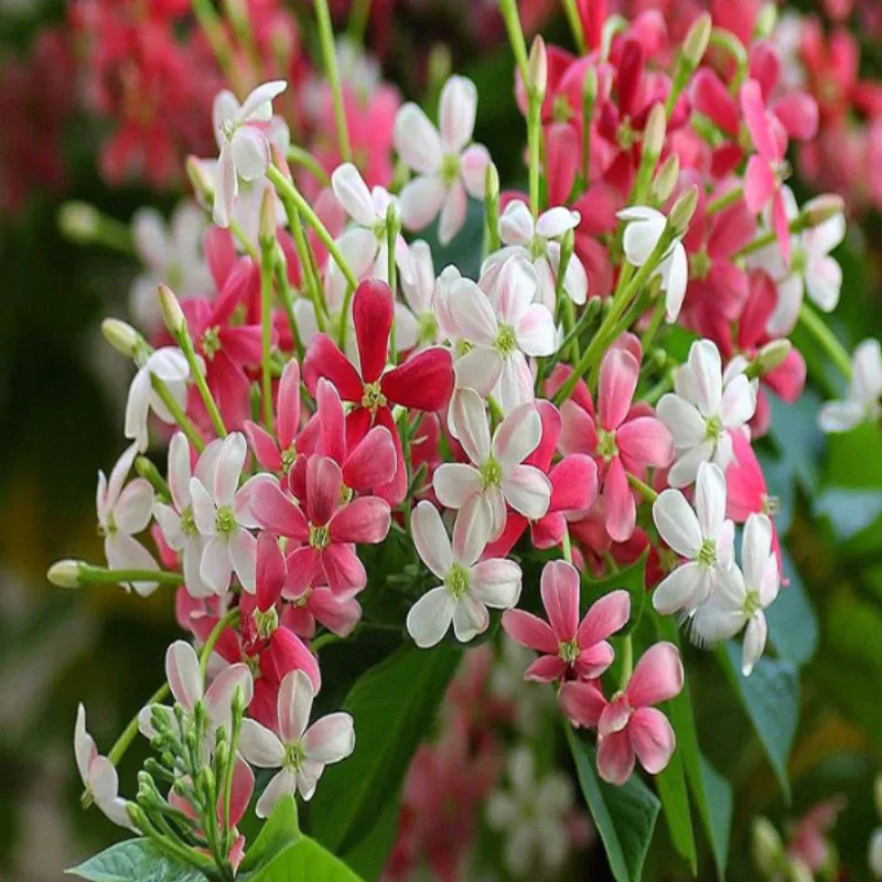 madhobilata-rangoon-2