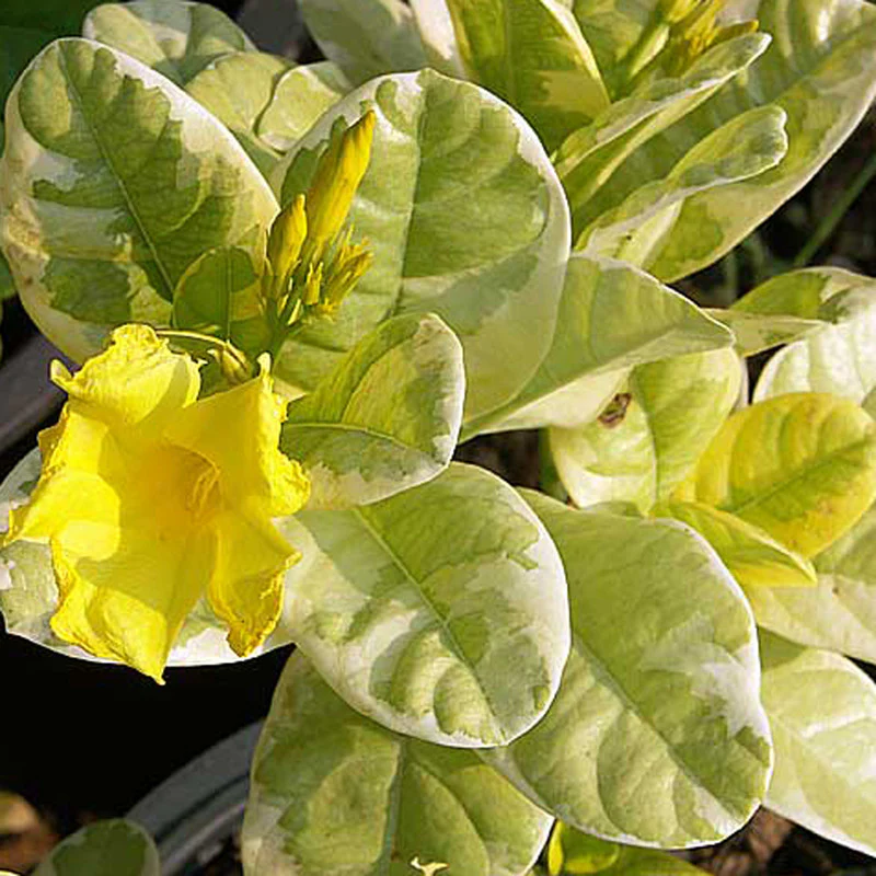 mandevilla-yellow-variegata-2