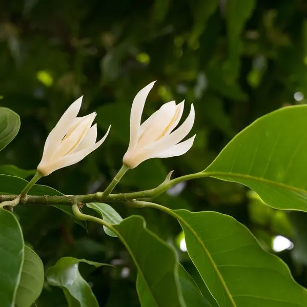 Michelia champaca Simhachalam / Soan chapha - Image 5