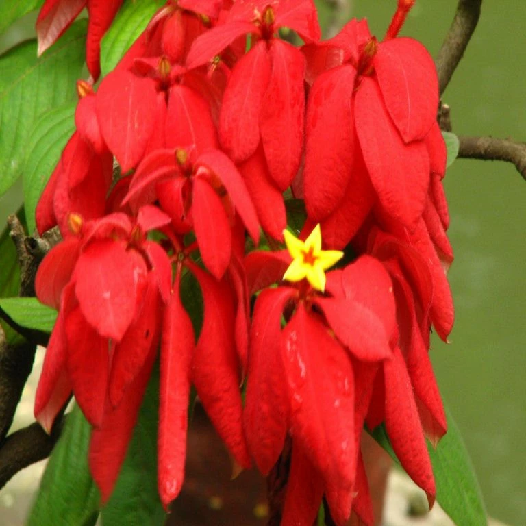 mussaenda-red-2