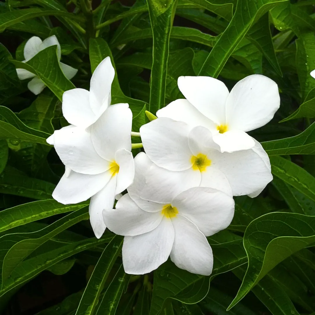 nag-champa-plumeria-pudica-white-1