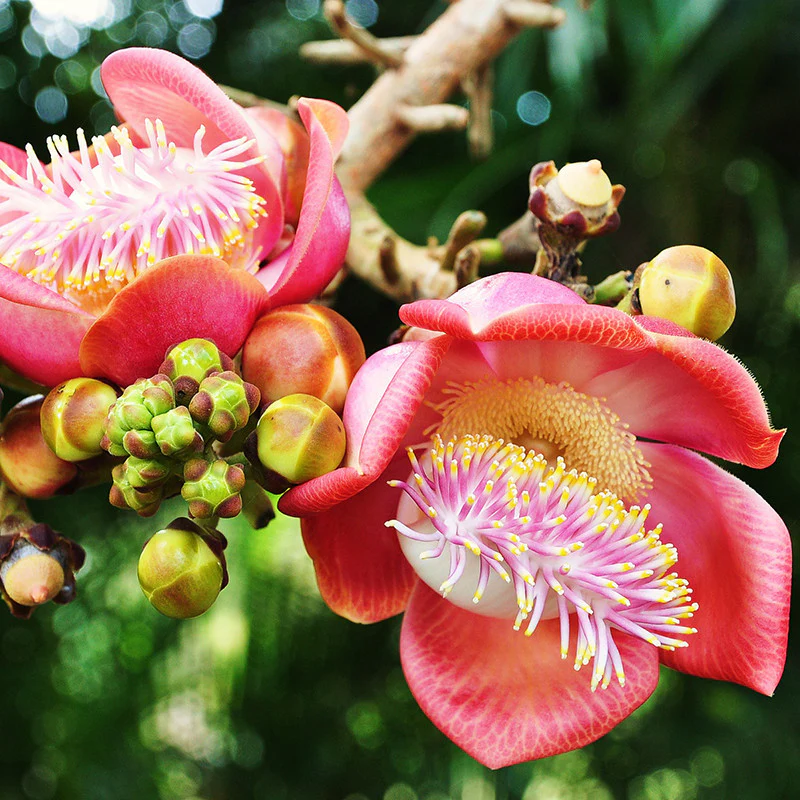 naga-champa-cannon-ball-1