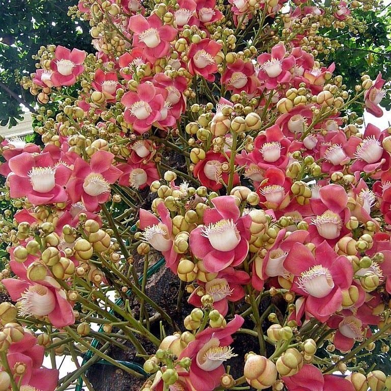 naga-champa-cannon-ball-2