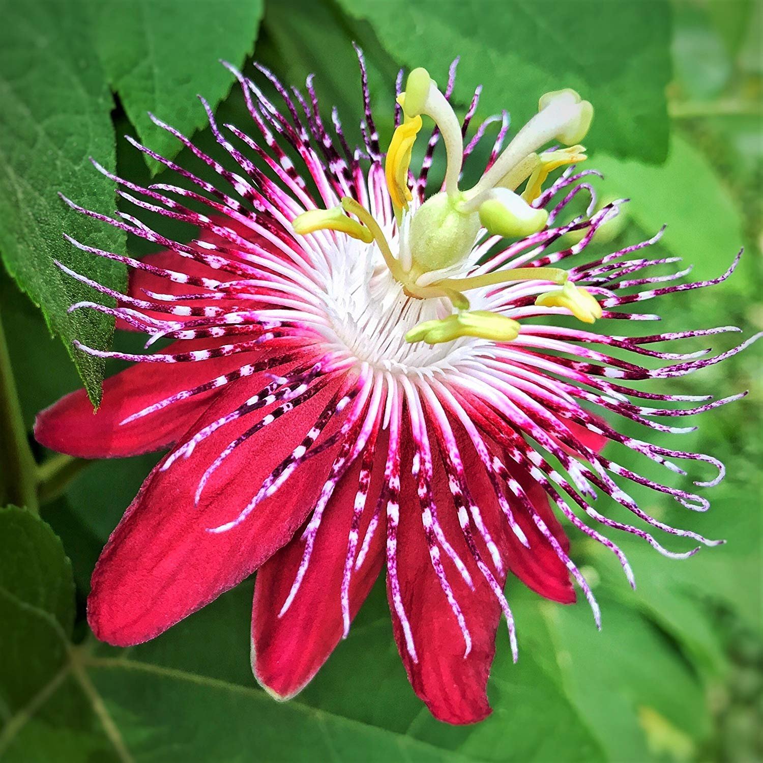 passion-flower-pink-1
