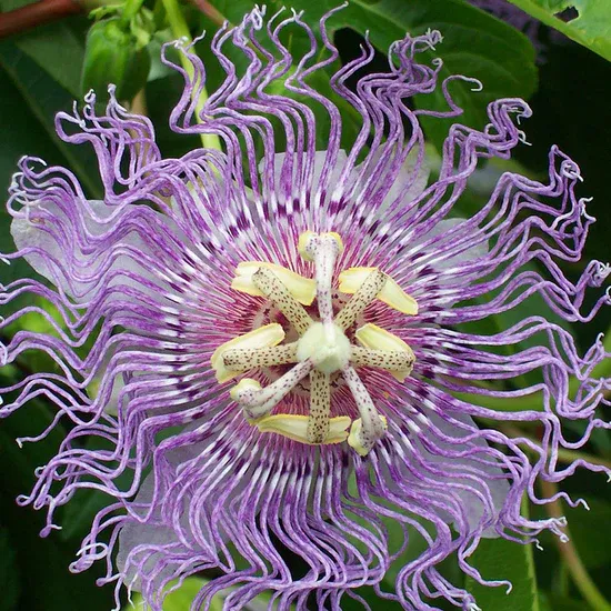 passion-flower-purple-1