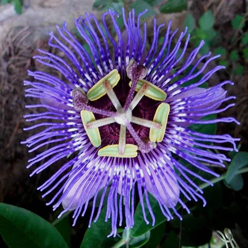 passion-flower-purple-2