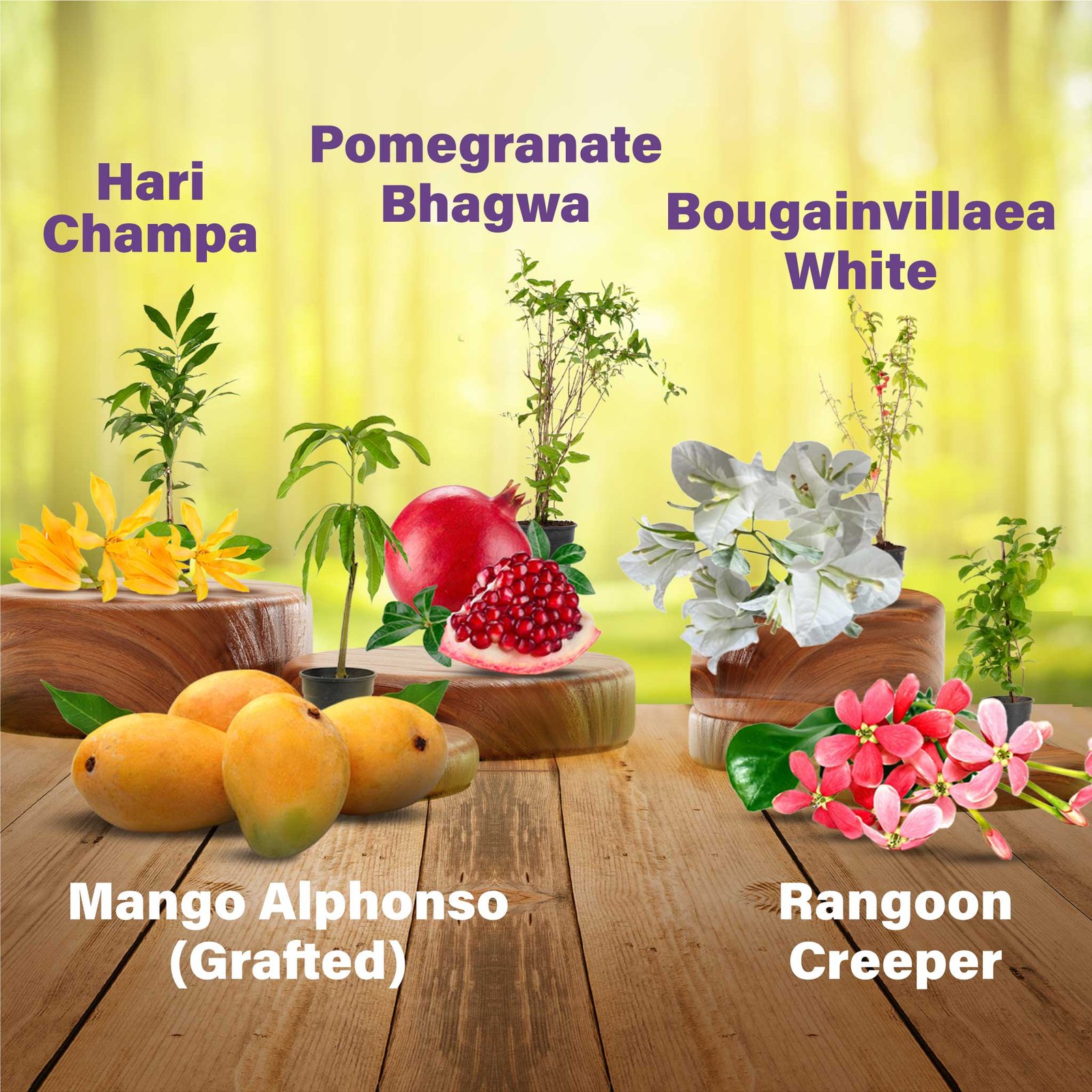 set-of-combo-for-your-blooming-garden-fiveplant-1