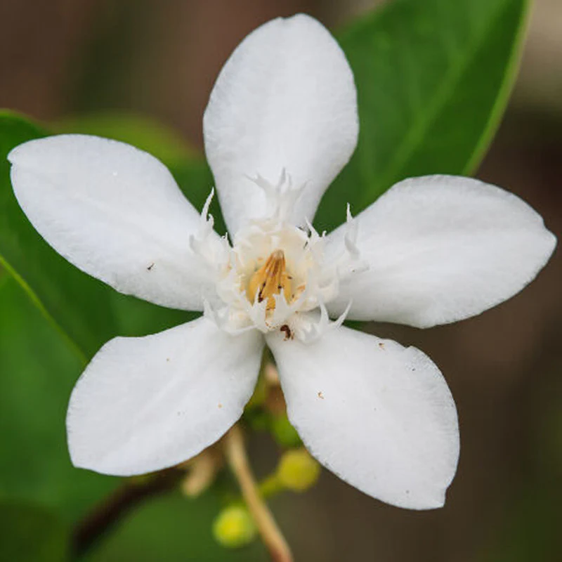 sri-lankan-jasmine-wrightia-antidysenterica-1