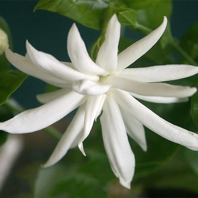 star-jasmine-1