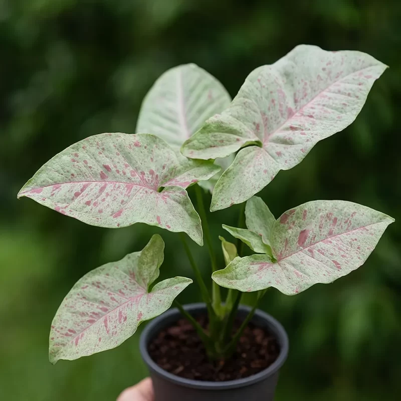 syngonium-milk-confetti-3