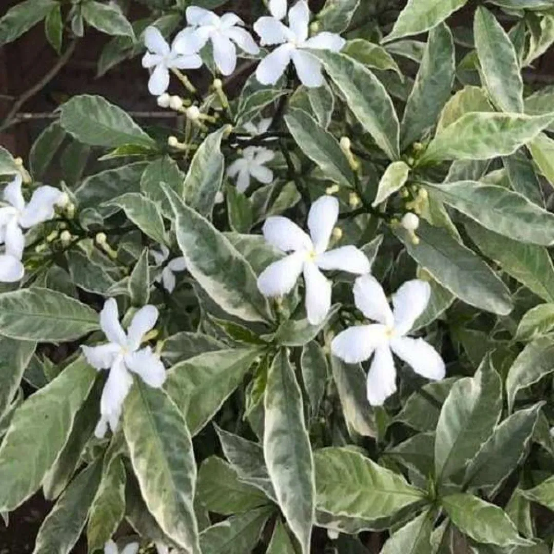 tagar-variegated-tabernaemontana-sp-variegata-3