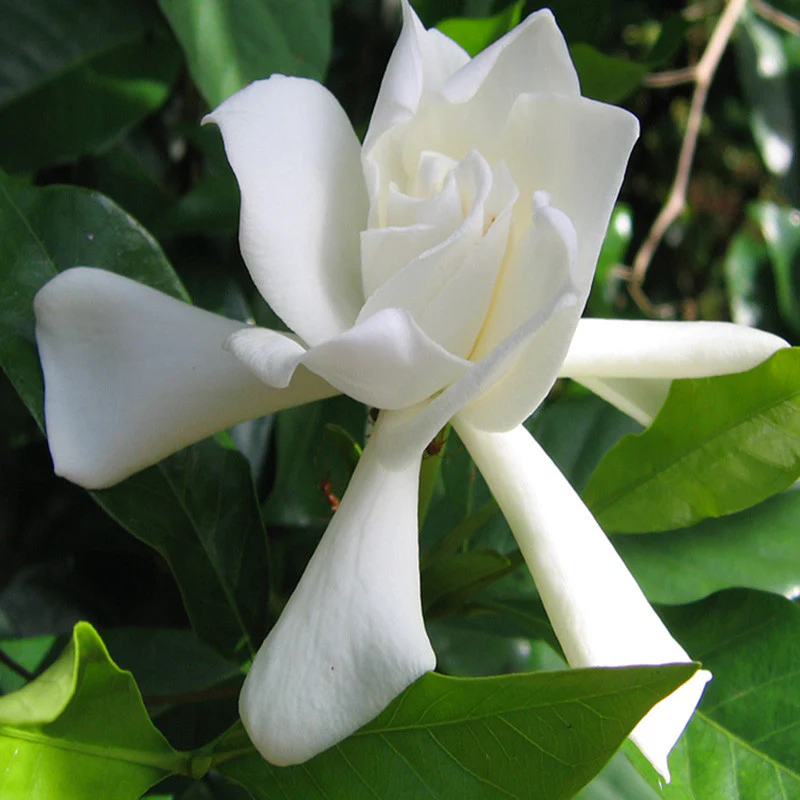 white-gardenia-gandharaj-1