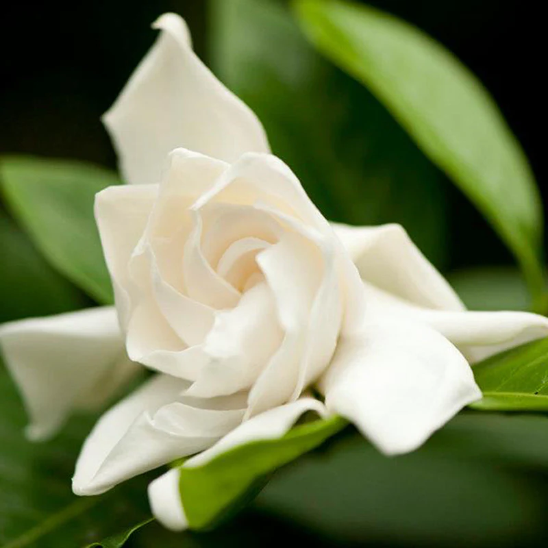 white-gardenia-gandharaj-2