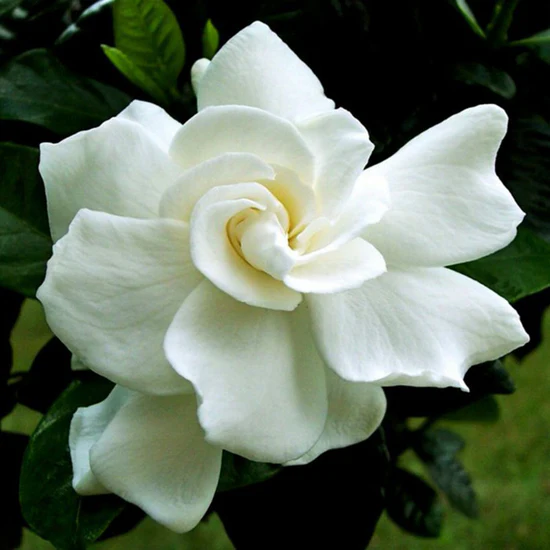 white-gardenia-gandharaj-3